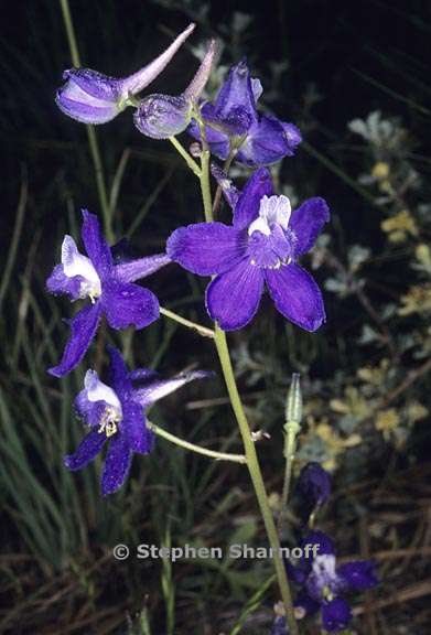 delphinium gracilentum 9 graphic